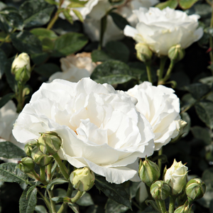 Krem bijela sa tragovima bijele  - floribunda ruže